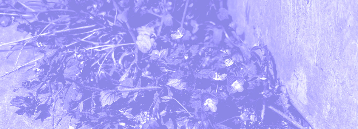 A closeup photograph of  living Speedwell Veronica blossoms with a lavender overlay across the entire image.