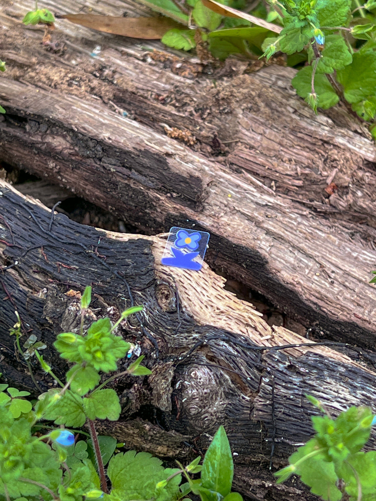 A single Speedwell Icon Sticker depicting the iconic speedwell flower is photographed amongst living speedwell flowers. The living blossoms are only slightly larger than the flower depicted in the sticker.
