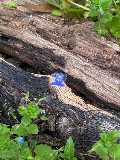 A single Speedwell Icon Sticker depicting the iconic speedwell flower is photographed amongst living speedwell flowers. The living blossoms are only slightly larger than the flower depicted in the sticker.